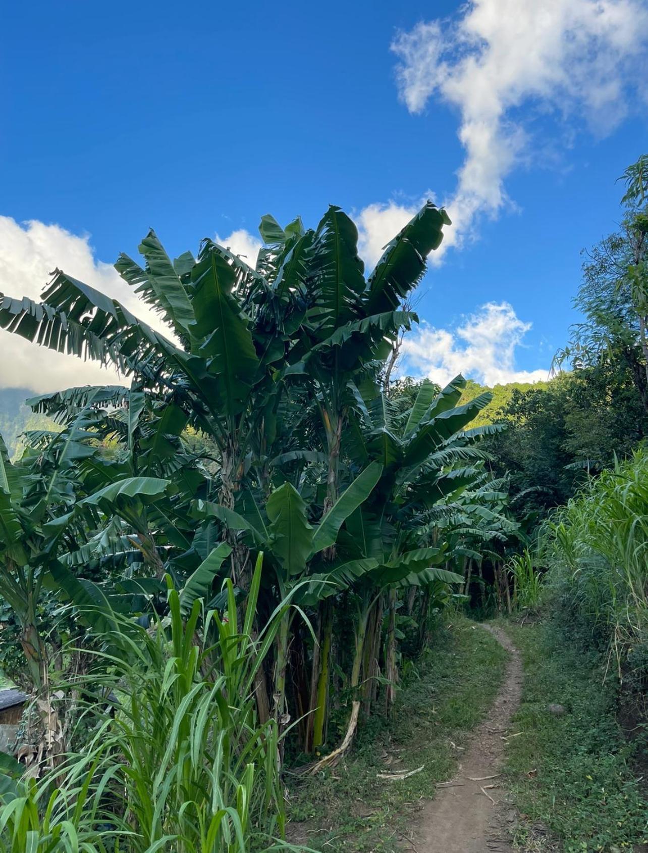 הוילה אמד Tropical Habitat Bali מראה חיצוני תמונה
