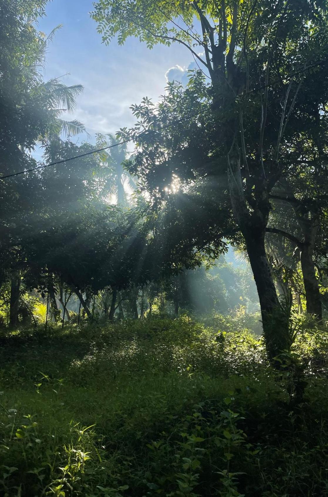 הוילה אמד Tropical Habitat Bali מראה חיצוני תמונה